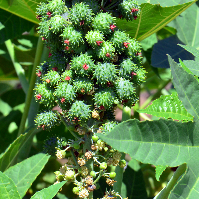 Castorbean fruits are spiny capsules which contain relatively large, highly poisonous seeds. Ricinus communis